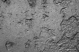 正戊酸檢測(cè)