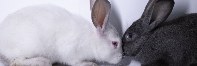 化妝品眼刺激試驗