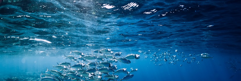 海洋生態調查